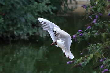 Obraz premium Gaviota pescando