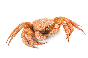 fresh cooked crab quadrangular hairy or red crab isolated on white background