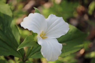 Canada's white trillium flower closeup