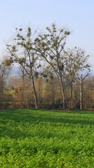 Bäume mit Misteln an einer Flussaue