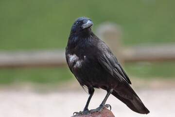 Retrato de un cuervo