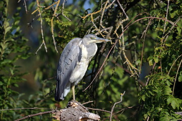 Garza 