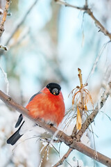 colourful bird bullfinch