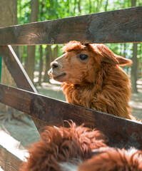 Llama Peeking Through the Fence , lama in corral