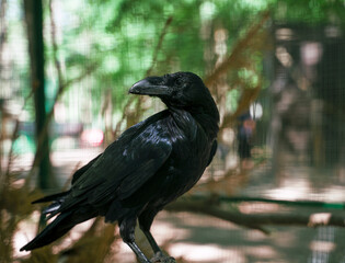 Raven in a cage at the zoo