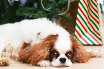 Fototapeta na wymiar Sleeping dog breed Cavalier King Charles Spaniel on the background of New Year holiday decorations
