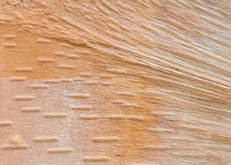 Close up of the patterns in the bark of a Chinese Red Birch (Betula albosinensis)