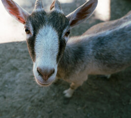 Goat looks into the lens