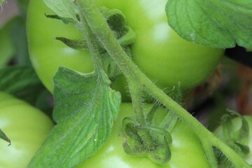 green tomatoes on a vine