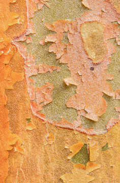 Close up textures in the bark of a Stewartia monadelpha tree a relative of the camellia