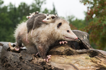 Virginia Opossum (Didelphis virginiana) Stands on Log With Joeys Piled on Her Back Summer