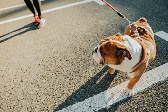 From above of funny purebred English Bulldog puppy with spotted muzzle standing on asphalt ground
