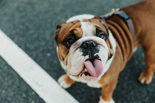 From above of funny purebred English Bulldog puppy with spotted muzzle and tongue out standing on asphalt ground