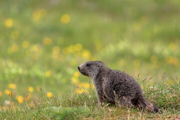 Naklejka na ściany i meble Juvenile marmot in the grass and flowers