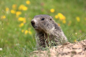 Juvenile marmot in the grass and flowers