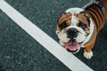 From above of funny purebred English Bulldog puppy with spotted muzzle and tongue out standing on asphalt ground