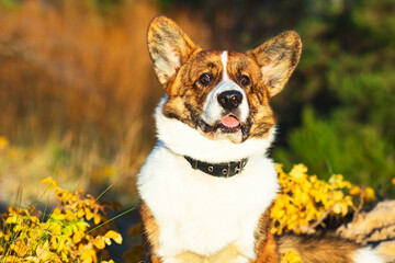 Funny dog cardigan welsh corgi breed sits on in the park. Puppy portrait, golden autumn.