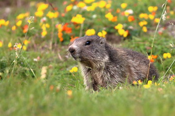 Juvenile marmot in the grass and flowers