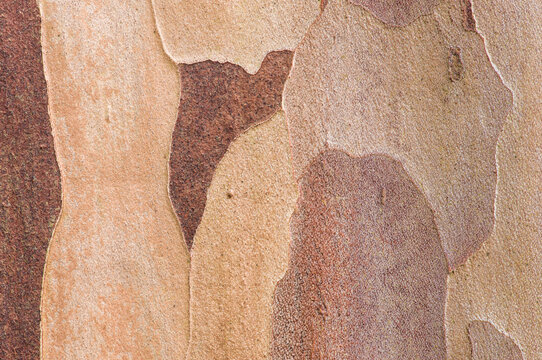 Macro photograph of the patterns in the bark of a Stewartia pseudocamillia tree