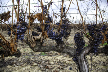Vineyards with grapes