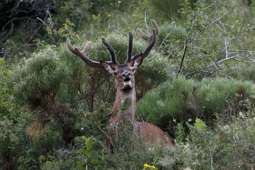 Red deer in the mountain