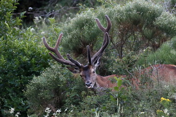 Fototapeta premium Red deer in the mountain