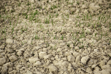 Grass sprouts on dry ground