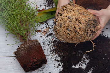 Extracting the house from the pot, the roots of the flower are densely intertwined.