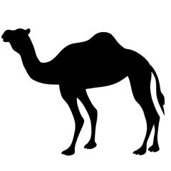 Black silhouette of a camel. Desert animal illustration.