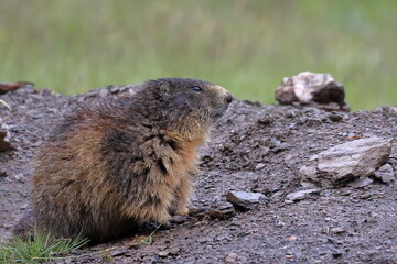 Marmota bajo la lluvia