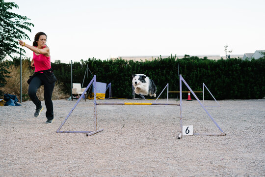 Border Collie dog jumping over hurdle with number during agility training on court with female instructor