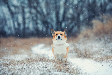 beautiful portrait funny a red Corgi dog sits in a winter Park under falling snow