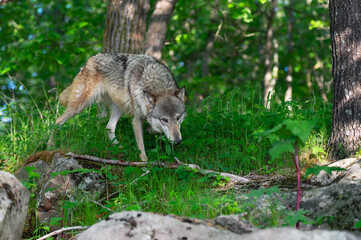 Naklejka na ściany i meble Grey Wolf (Canis lupus) Walks Along Forest Edge Summer