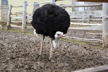 the ostrich farm is going coast