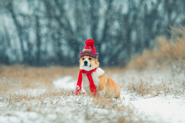  puppy Corgi dogs sitting in a winter Park in a knitted warm red hat and scarf under the falling snow