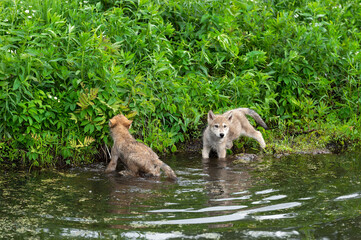 Grey Wolf (Canis lupus) Pups Wade in Water Off Island Summer