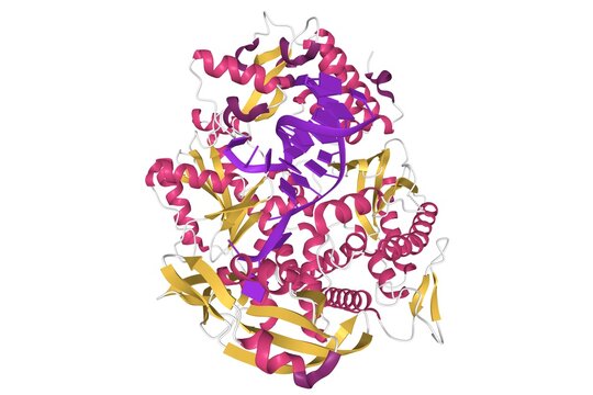 Pyrococcus abyssi B family DNA polymerase bound to a dsDNA, 3D cartoon model isolated, white background