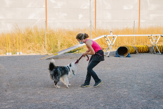 Border Collie dog pulling rope from hand of female instructor during training on playground with agility equipment