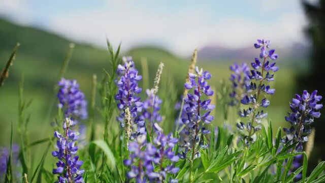CU SELECTIVE FOCUS Lavender in wind