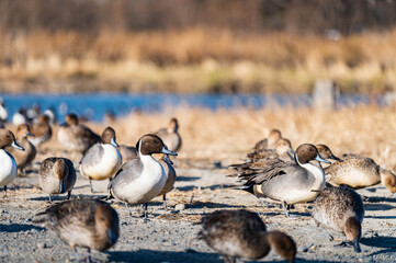 渡り鳥　オナガガモ
