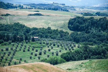 Fototapeta na wymiar A group of bushes and trees in Tuscany landscape, agriculture
