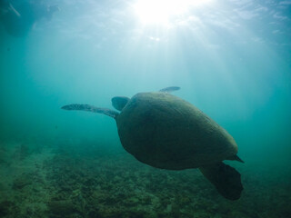 turtle underwater in the ocean