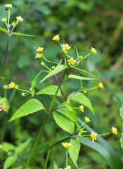 In the field it blooms galinsoga parviflora