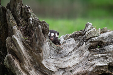 Eastern Spotted Skunk (Spilogale putorius) Peers Around Log Summer