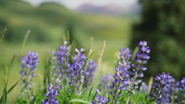 CU SELECTIVE FOCUS Lavender in wind