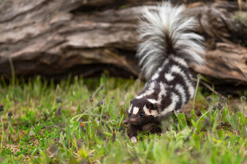 Eastern Spotted Skunk (Spilogale putorius) Jumps Off Log Summer