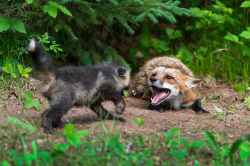 Red Fox (Vulpes vulpes) Kit Runs Up to Adult with Open Mouth Summer