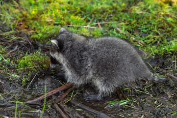 Raccoon (Procyon lotor) Digs in Mud on Edge of Stream Summer