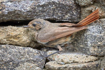 Black redstart female bird close-up near nest (Phoenicurus ochruros)	