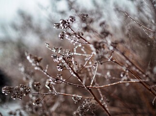 Ice-covered tree branches after freezing rain